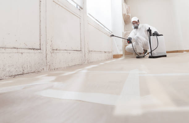 Black mold remediation team in Kissimmee